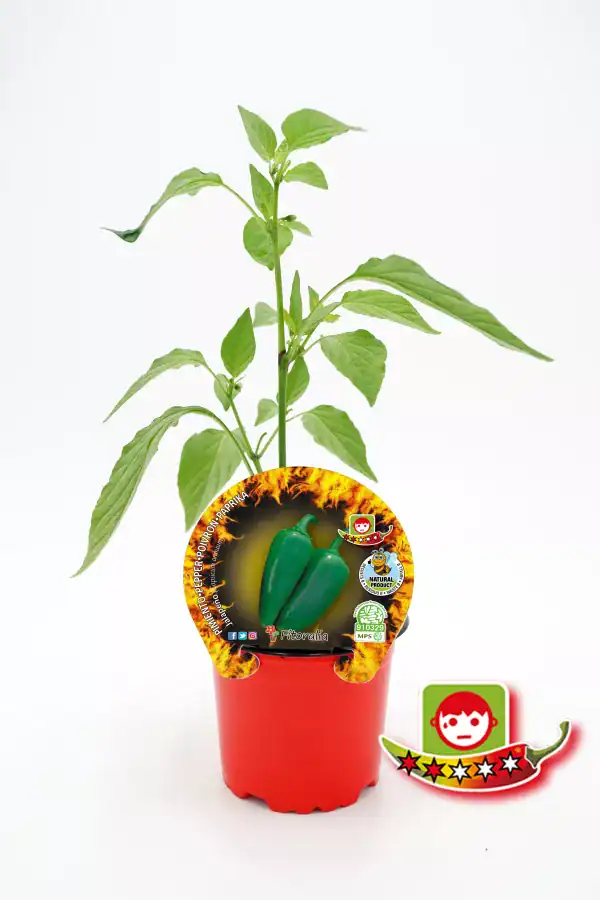 Vegetal de pimiento verde en maceta, hortícola ecológico, cultivo natural, agricultura sostenible y semillas de calidad, huerto urbano, huerto.bio, semillas de pimientos eco, plantación orgánica.