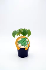 Judías verdes en maceta, cultivo ecológico, huerto urbano, semillas orgánicas.