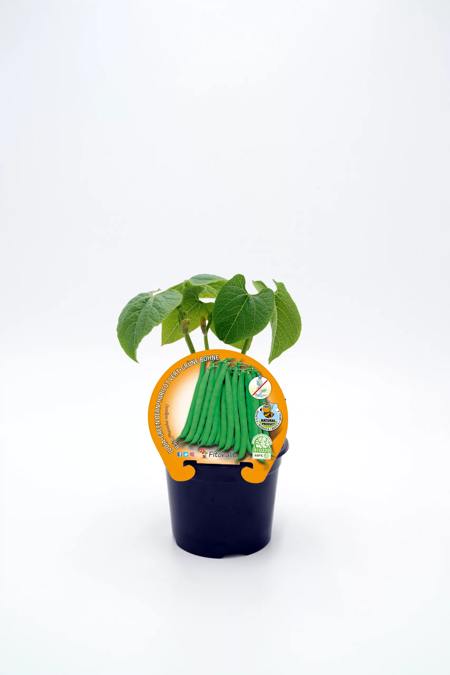 Verdura de judía verde en maceta con etiqueta de plantación ecológica, vista lateral, colorido y promocional, cultivo de hortalizas orgánicas, huerto ecológico, agricultura sostenible, huerto.bio.