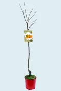 Kaki árbol frutal joven en maceta con etiqueta de cultivo, listo para plantar, en fondo claro.