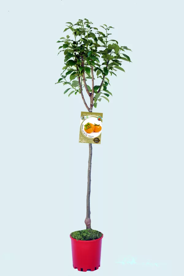 Árbol frutal joven con etiqueta de kaki en maceta roja, cultivo ecológico, agricultura sostenible, huerto ecológico, planta de fruta en jardinería orgánica, jardinería ecológica, árbol de frutos, cultivo ecológico de kaki.