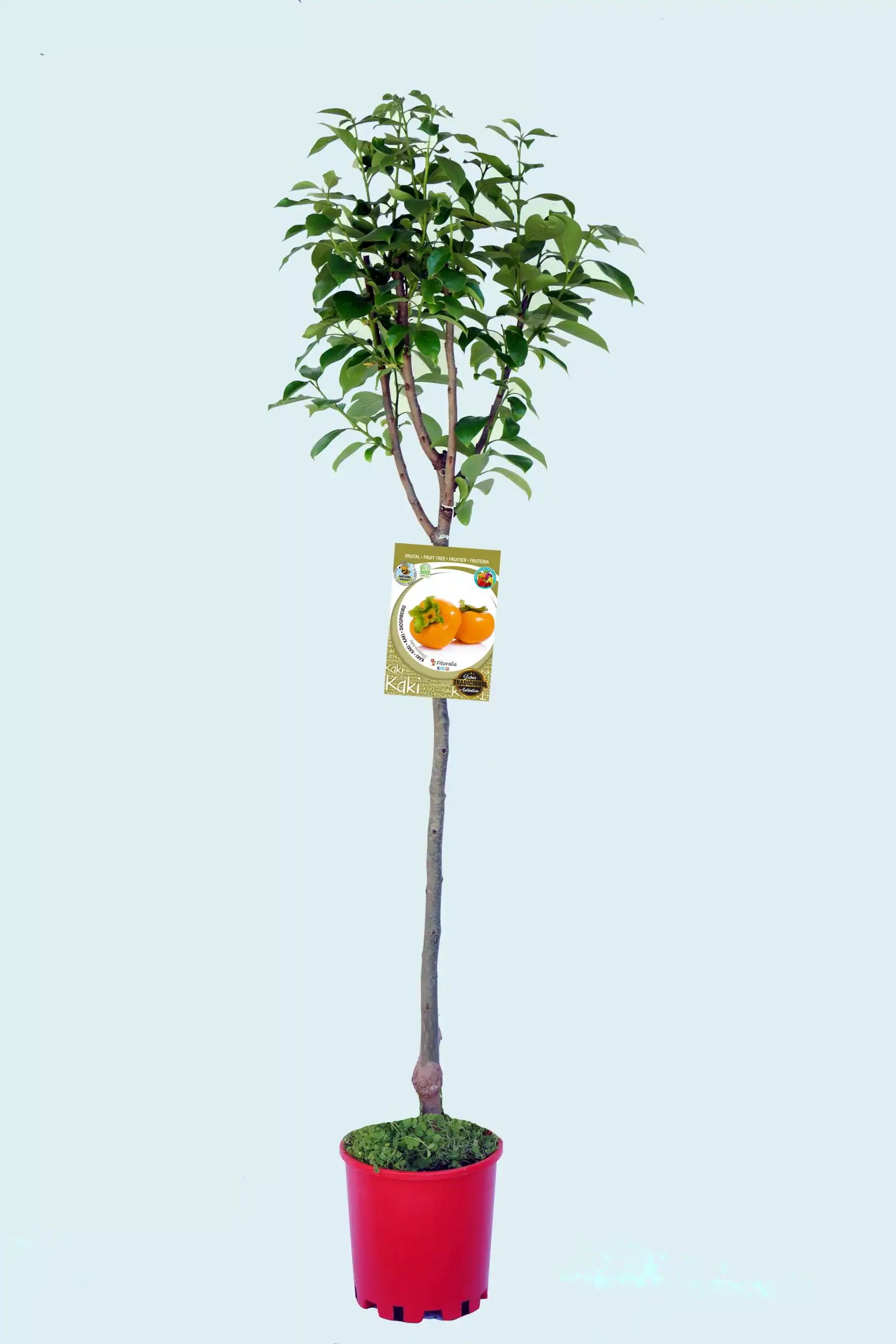 Árbol frutal joven con etiqueta de kaki en maceta roja, cultivo ecológico, agricultura sostenible, huerto ecológico, planta de fruta en jardinería orgánica, jardinería ecológica, árbol de frutos, cultivo ecológico de kaki.