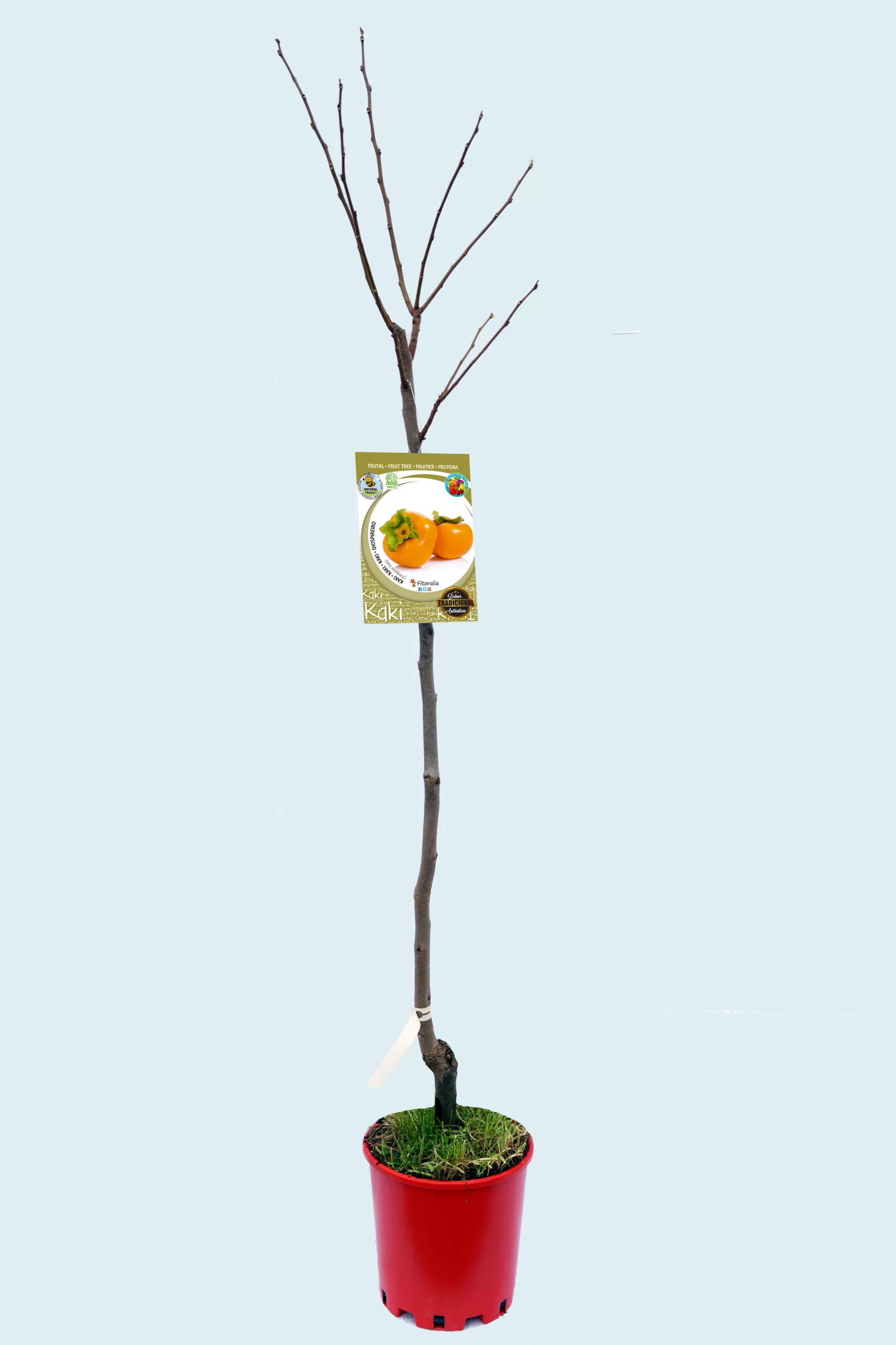Kaki árbol frutal joven en maceta con etiqueta de cultivo, listo para plantar, en fondo claro.
