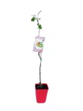 Juice de kiwi y fruta en el vivero de Huerto.Bio, cultivo ecológico y sostenible en maceta, ideal para jardinería urbana y espacios pequeños. Plantación de kiwis en macetero rojo, ideal para huertos urbanos.