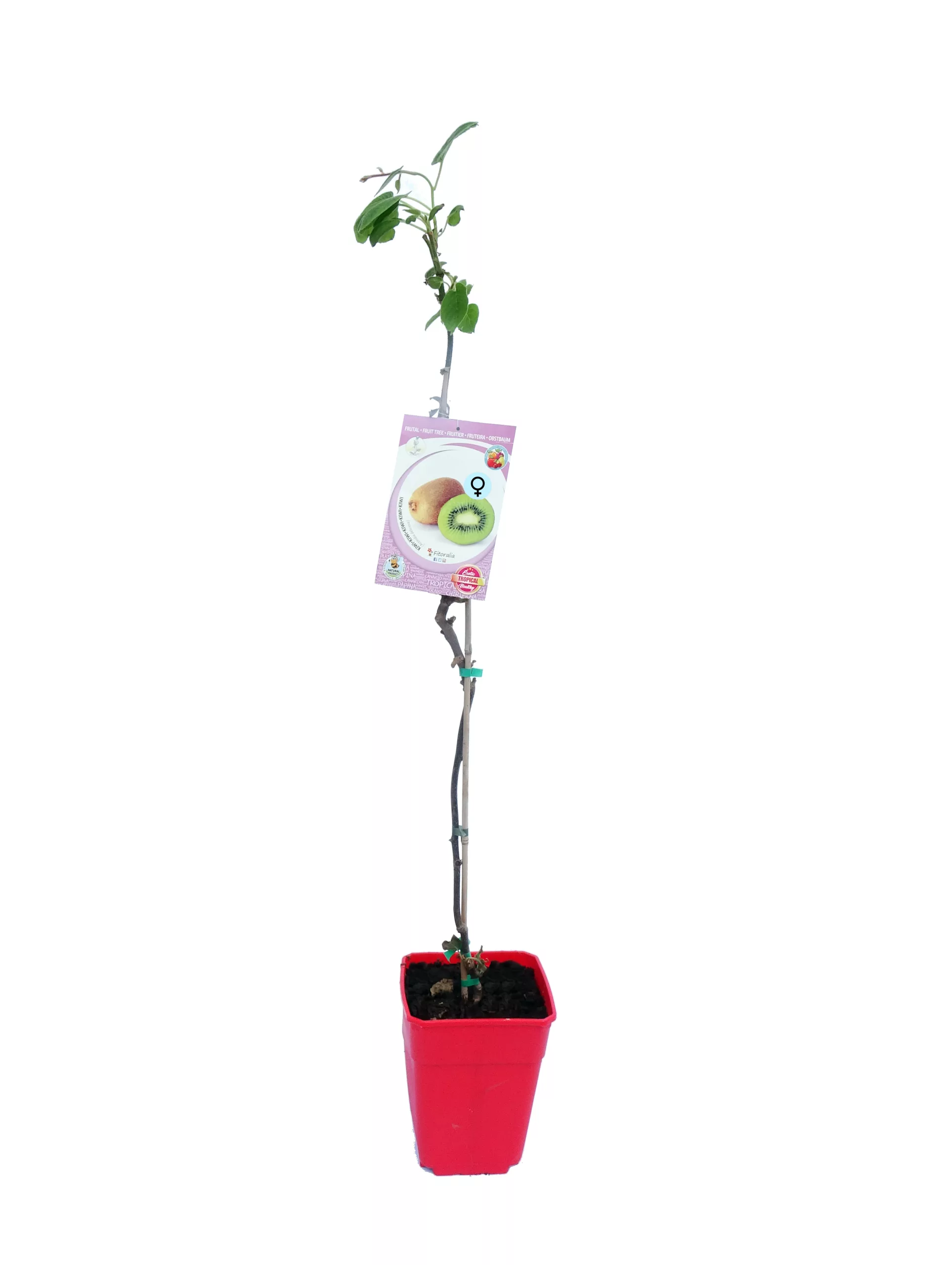 Juice de kiwi y fruta en el vivero de Huerto.Bio, cultivo ecológico y sostenible en maceta, ideal para jardinería urbana y espacios pequeños. Plantación de kiwis en macetero rojo, ideal para huertos urbanos.