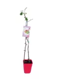 Juiceiro en maceta de color rojo con etiquetado de frutal kiwi y pera, creciendo en suelo con poca vegetación, ideal para huertos urbanos y jardinería sostenible en espacios pequeños.