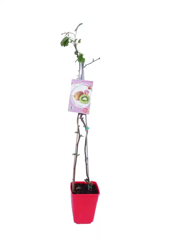 Juiceiro en maceta de color rojo con etiquetado de frutal kiwi y pera, creciendo en suelo con poca vegetación, ideal para huertos urbanos y jardinería sostenible en espacios pequeños.