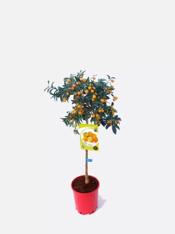 Árbol de mandarinas en maceta, cultivo ecológico y sano, con fruto maduro, dentro de un espacio de jardinería orgánica, promoviendo la agricultura sostenible y el consumo saludable.