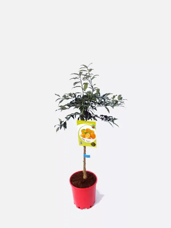 Árbol de mandarinas en maceta con etiqueta de plantación, cultivo ecológico y cuidado natural, ideal para huertos urbanos y jardinería orgánica, produce mandarinas dulces y saludables.