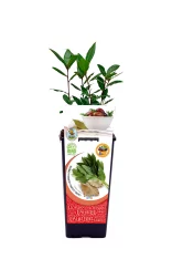 Planta aromática Laurel en maceta ecológica para cultivo en huerto o jardín, ideal para cocinar y aromatizar con ingredientes naturales y bio.