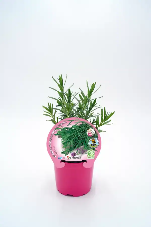 Lavanda en maceta rosa, planta aromática natural, ideal para jardín y hogar, cultivada de manera ecológica, con etiquetas de certificación ecológica y calidad.