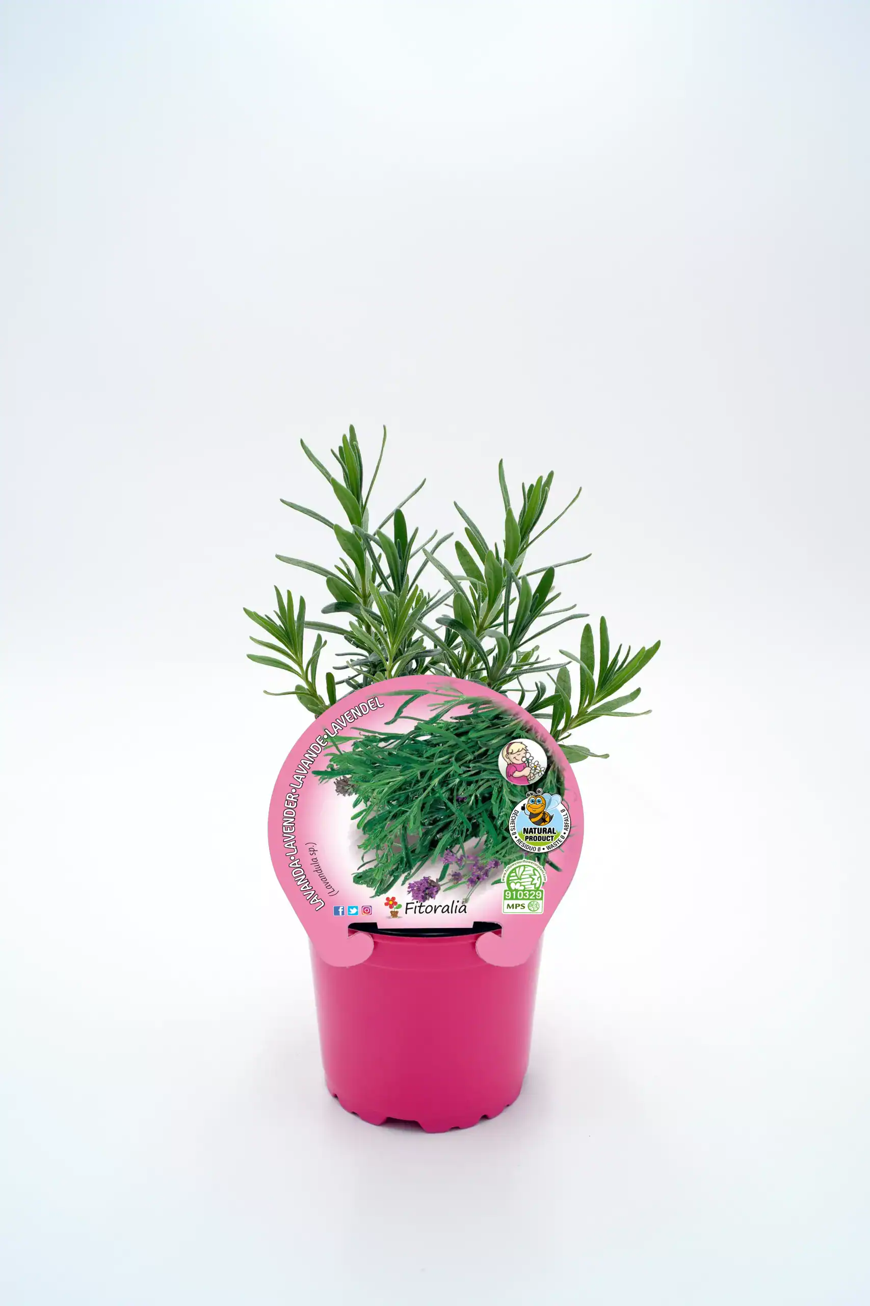 Lavanda en maceta rosa, planta aromática natural, ideal para jardín y hogar, cultivada de manera ecológica, con etiquetas de certificación ecológica y calidad.