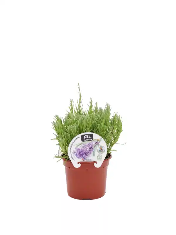 Lavanda en maceta grande, planta aromática ecológica para huerto urbano, ideal para cultivar en casa y disfrutar de su aroma en tu jardín o balcón.