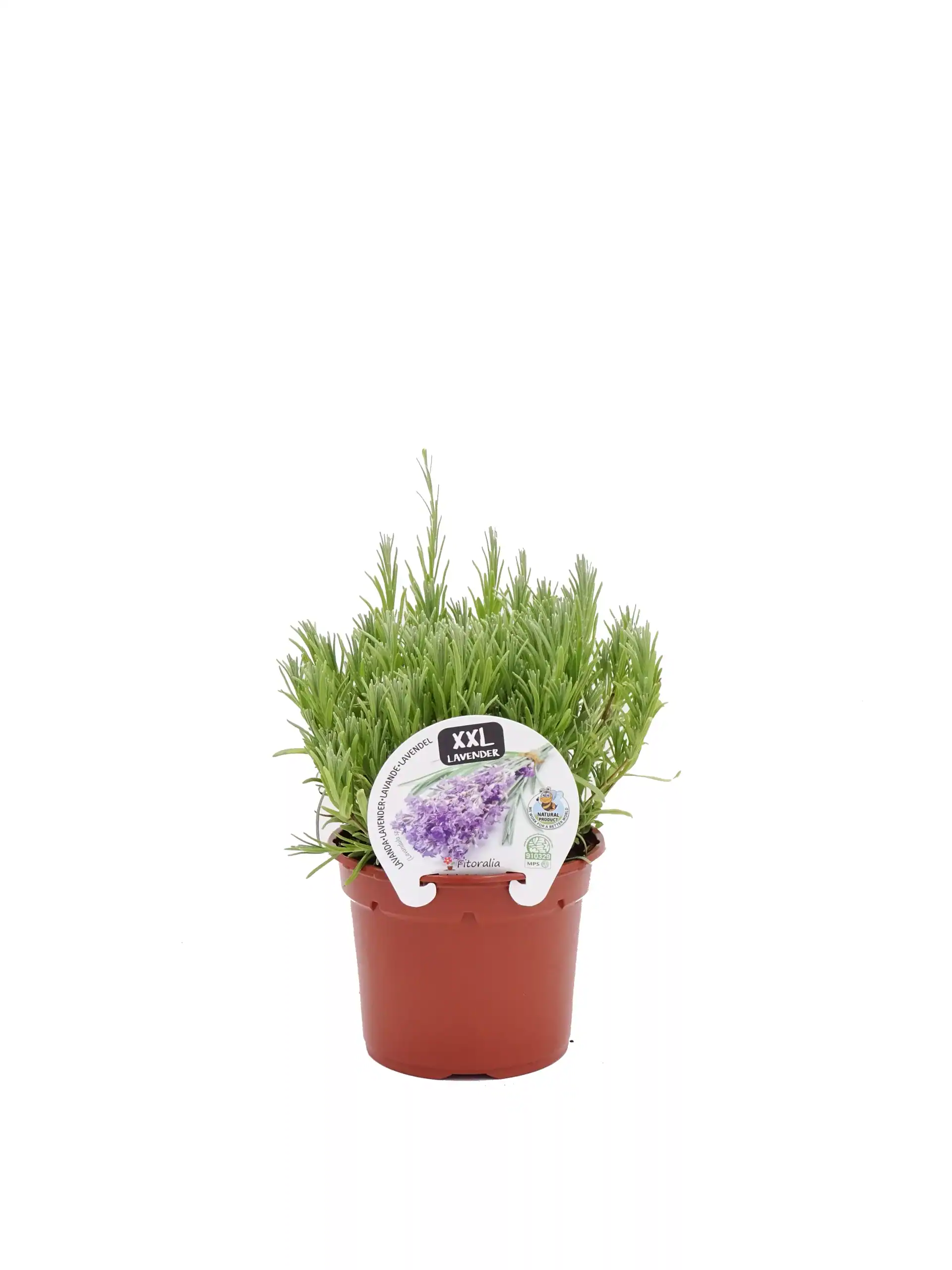 Lavanda en maceta grande, planta aromática ecológica para huerto urbano, ideal para cultivar en casa y disfrutar de su aroma en tu jardín o balcón.