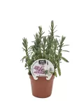 Lavanda XXL en maceta de barro, cultivo ecológico y natural, perfecta para aromaterapia y decoración, cultivada con técnicas sostenibles y respetuosas con el medio ambiente.