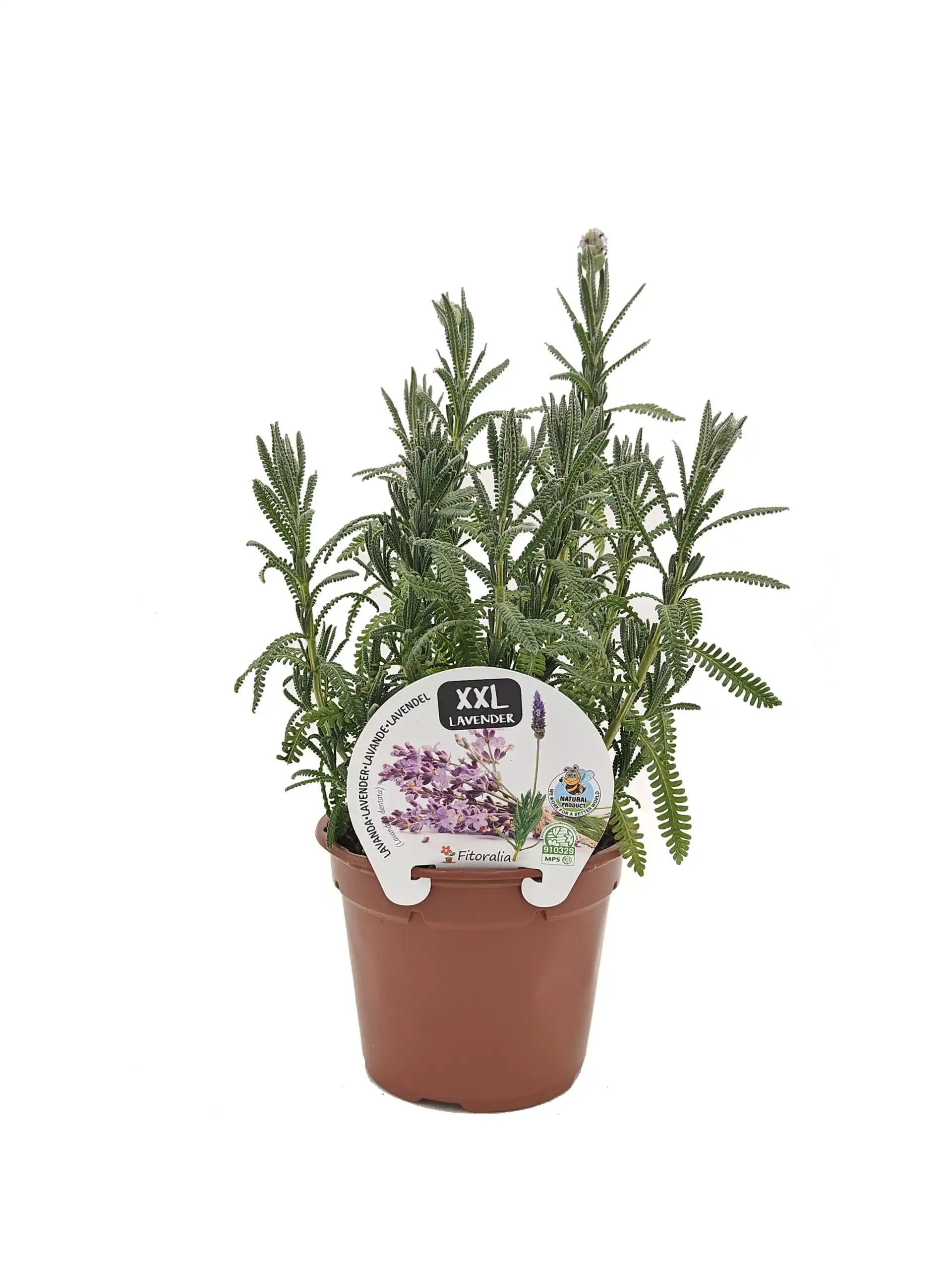 Lavanda XXL en maceta de barro, cultivo ecológico y natural, perfecta para aromaterapia y decoración, cultivada con técnicas sostenibles y respetuosas con el medio ambiente.