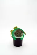 Hortaliza ecológica en maceta, lechuga de cultivo biológico de Huerto.Bio para consumo saludable y consciente.