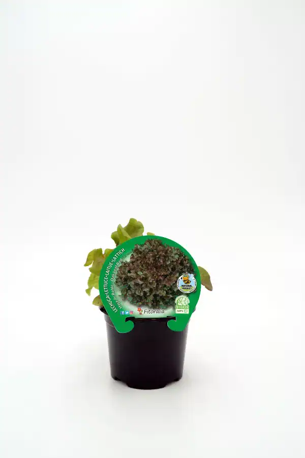Hortaliza ecológica en maceta, lechuga de cultivo biológico de Huerto.Bio para consumo saludable y consciente.