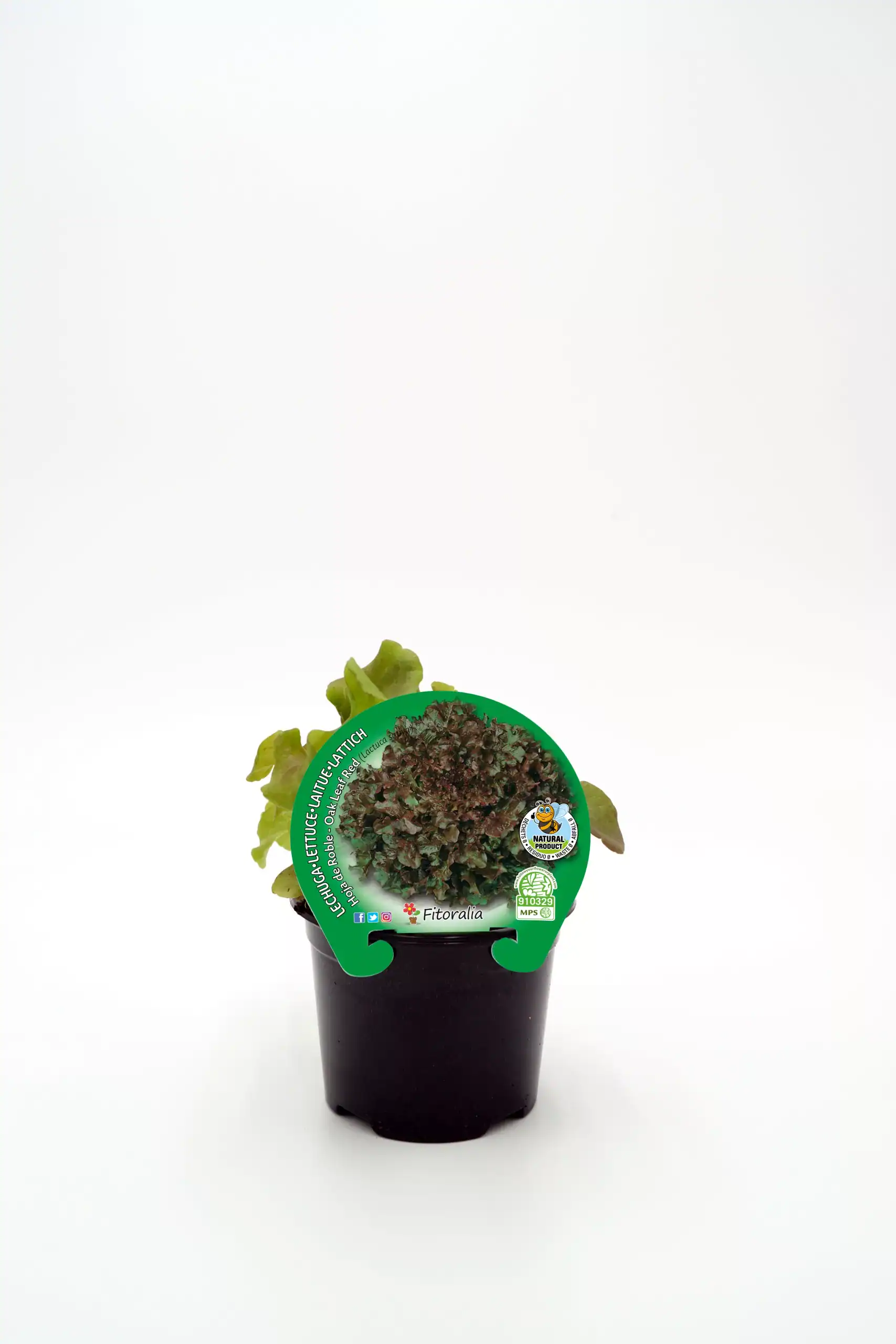 Hortaliza ecológica en maceta, lechuga de cultivo biológico de Huerto.Bio para consumo saludable y consciente.