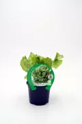 Lechuga: imagen 7