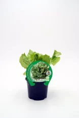 Lettuce the plant, a fresh organic lettuce in a small black pot, displayed on a white background, ideal for organic gardening and sustainable agriculture, from Huerto.Bio.