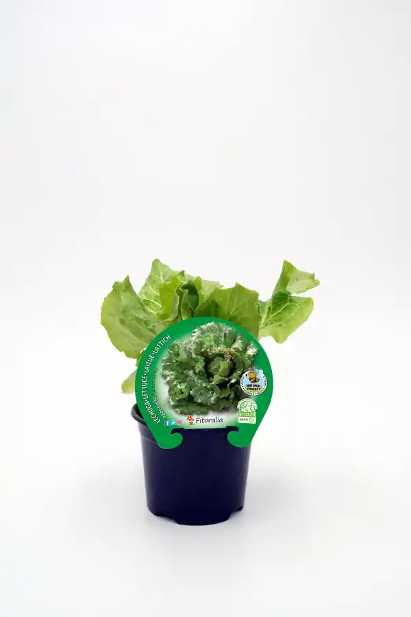 Lechuga: imagen 7