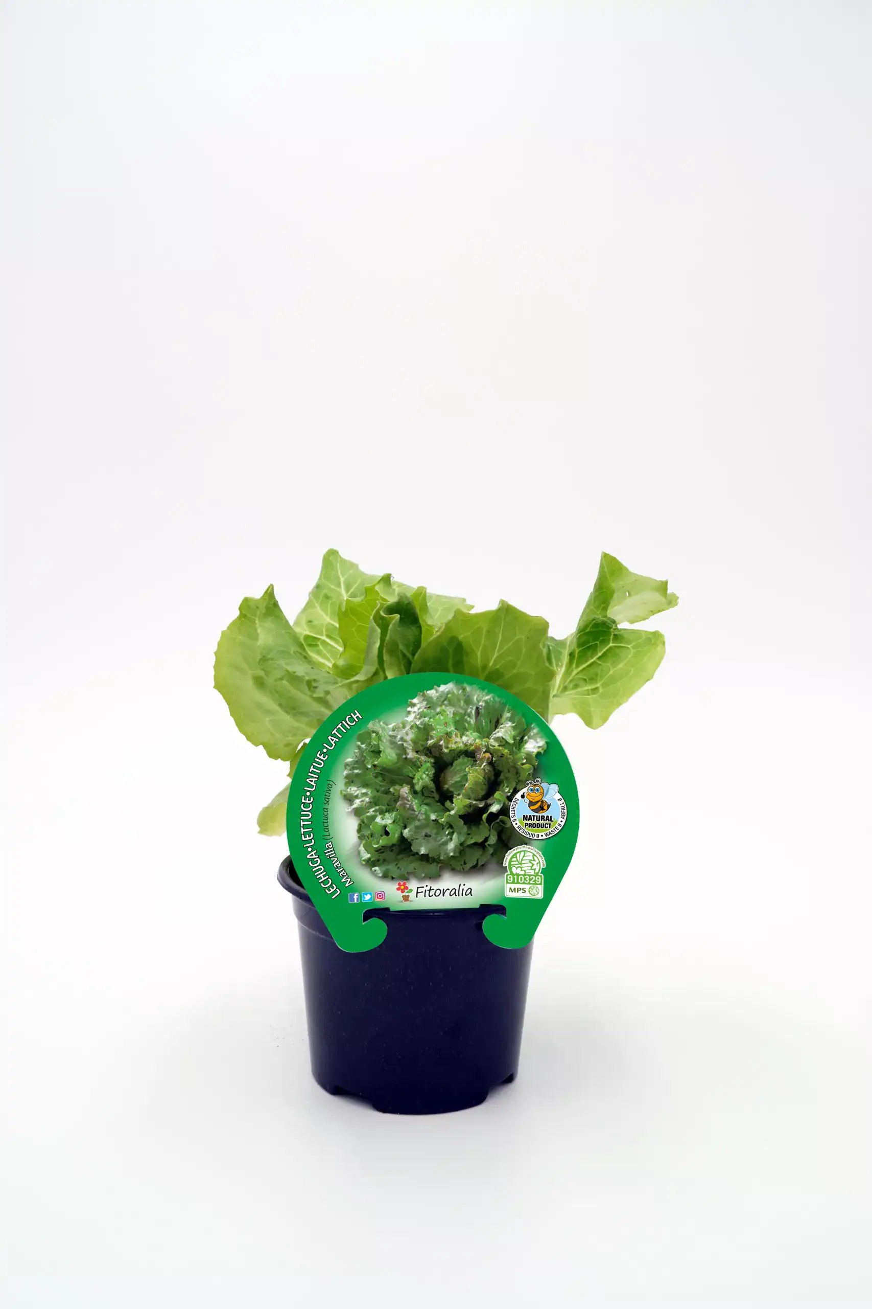 Lechuga: imagen 7