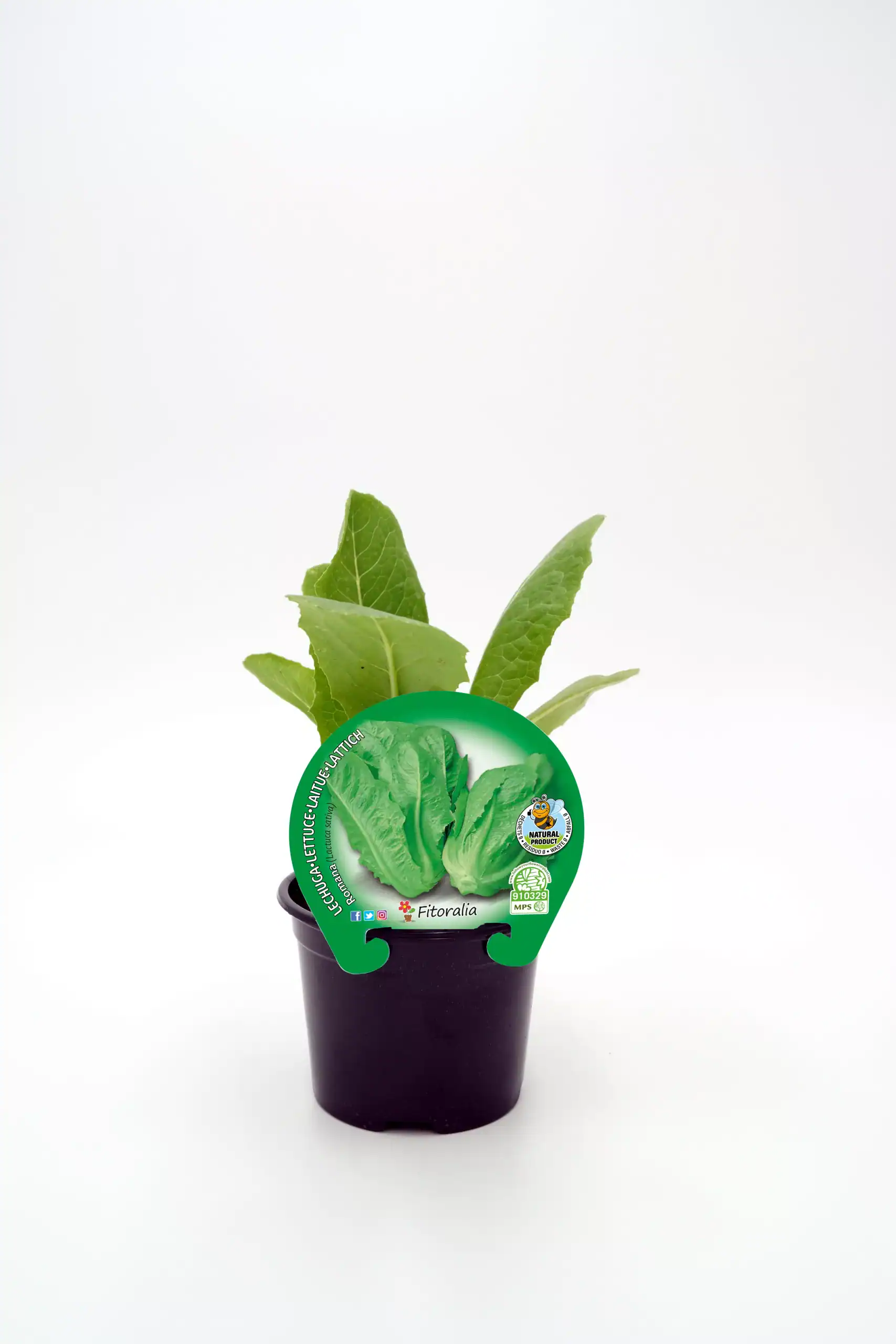 Hoja de lechuga Romaine en maceta, cultivo ecológico, alimento saludable y orgánico, ideal para huertos urbanos, agricultura sostenible y dieta natural, etiqueta de producto fresco y ecológico.