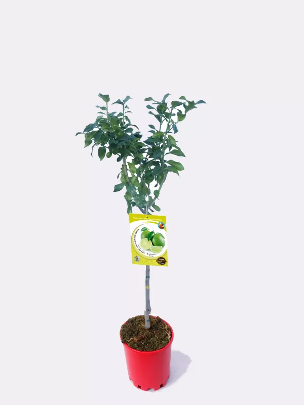 Árbol frutal en maceta con etiqueta de cítrico lime en primer plano, cultivo ecológico y variedad resistente, ideal para huertos urbanos y espacios pequeños, fácil de cuidar y productivo.