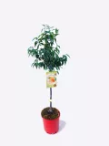 Árbol frutal en maceta con etiqueta de cítricos, planta sana para cultivo ecológico, ideal para huerto urbano y jardín sostenible.