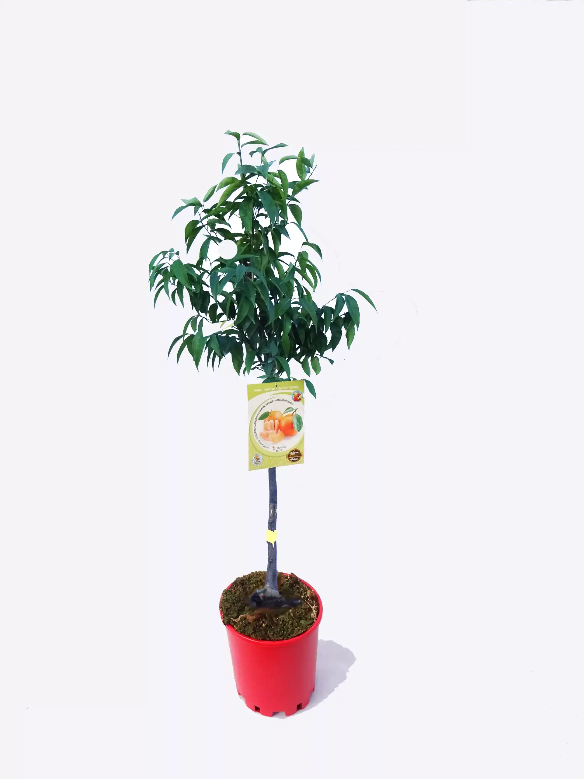 Árbol frutal en maceta con etiqueta de cítricos, planta sana para cultivo ecológico, ideal para huerto urbano y jardín sostenible.