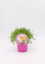 Hierba de hinojo orgánica en maceta rosa, ideal para cultivo en huertos urbanos y cocina saludable, producto sostenible y natural de Huerto.Bio, ideal para recetas y remedios caseros.