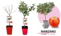 Plantón de manzano Sun Red en maceta, variedad de manzana doméstica, con hojas verdes y frutos rojos maduros, ideal para cultivo en huertos ecológicos y agricultura orgánica.