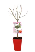 Árbol frutal en maceta sin hojas, ideal para cultivo ecológico en casa, con etiqueta de semillas de manzana, perfectos para huertos urbanos y agricultura sostenible.
