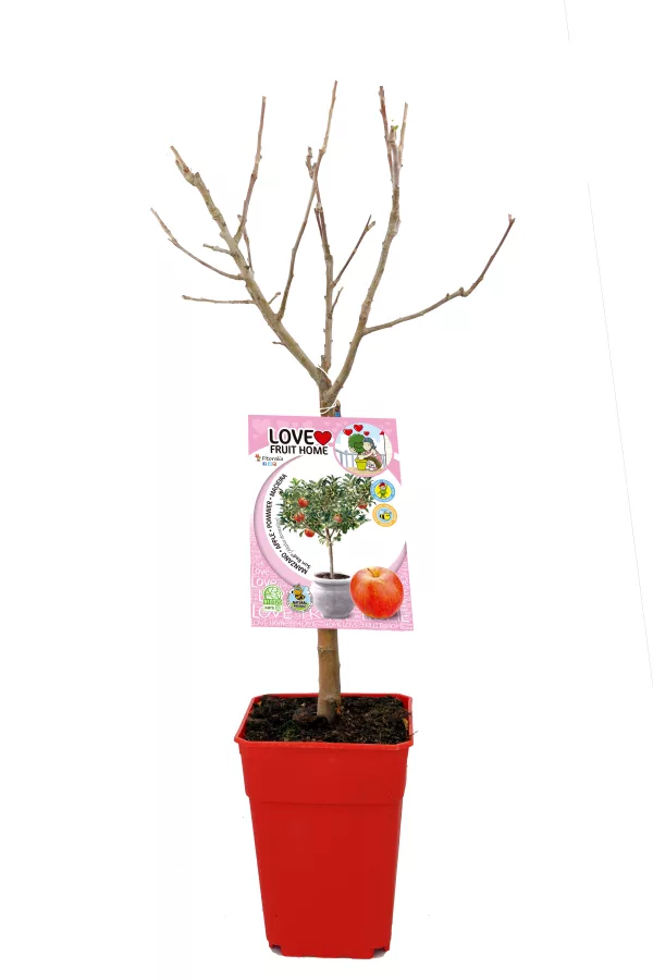 Árbol frutal en maceta sin hojas, ideal para cultivo ecológico en casa, con etiqueta de semillas de manzana, perfectos para huertos urbanos y agricultura sostenible.
