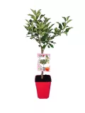 Árbol frutal en maceta con follaje verde, ideal para jardinería ecológica y cultivo casero de fruta, perfecto para decorar espacios y promover la agricultura sostenible en hogares y huertos urbanos.