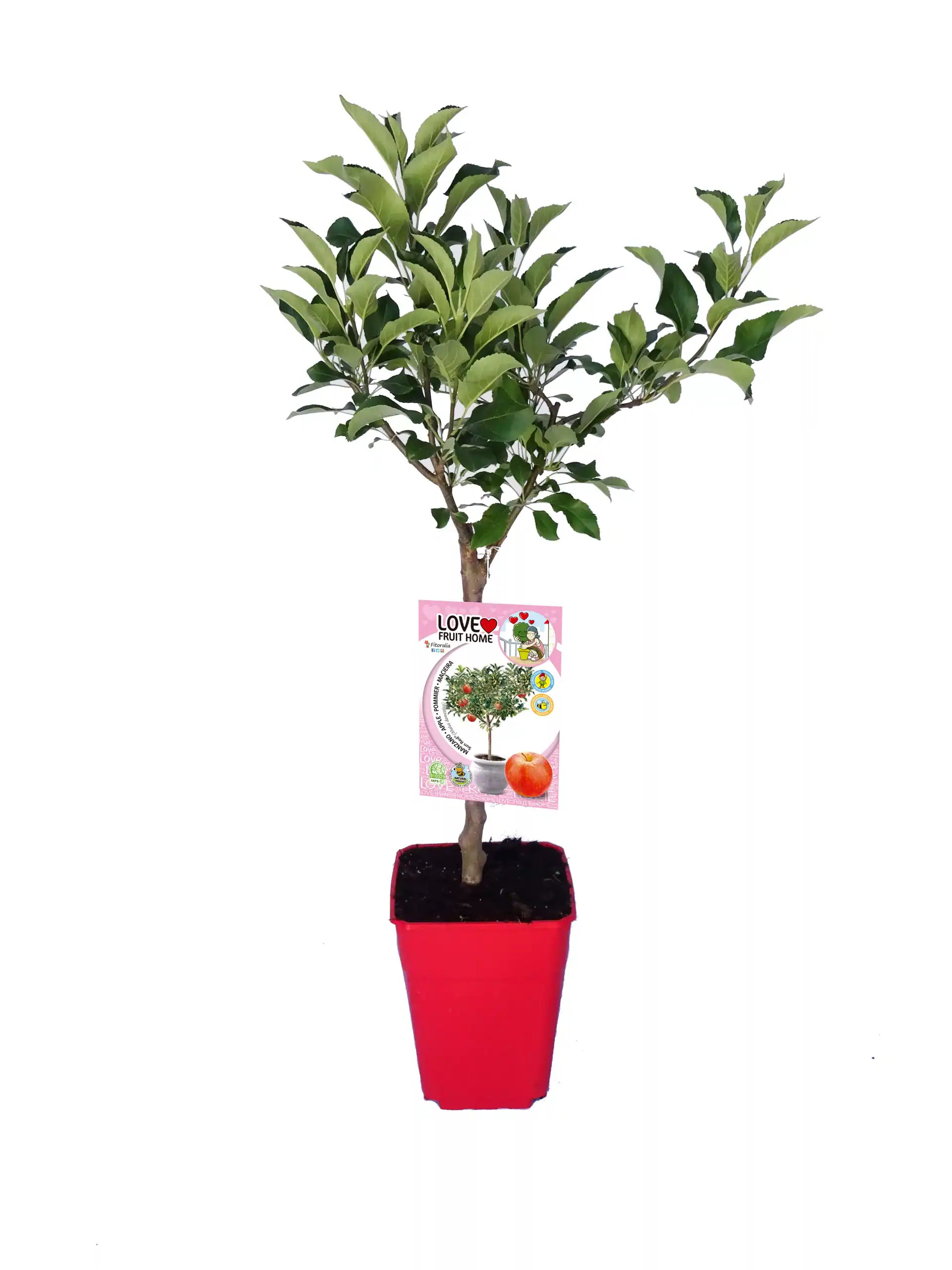 Árbol frutal en maceta con follaje verde, ideal para jardinería ecológica y cultivo casero de fruta, perfecto para decorar espacios y promover la agricultura sostenible en hogares y huertos urbanos.
