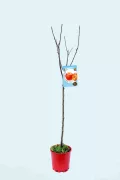 Árbol de manzanas en maceta, variedad de manzano en crecimiento, planta frutal ecológica, árbol joven para huerto orgánico, cultivo de fruta saludable y sostenible.