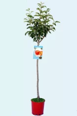 Árbol de manzano en maceta con hojas verdes y etiqueta de frutas orgánicas, cultivo ecológico, ideal para huertos urbanos y jardines sustentables.