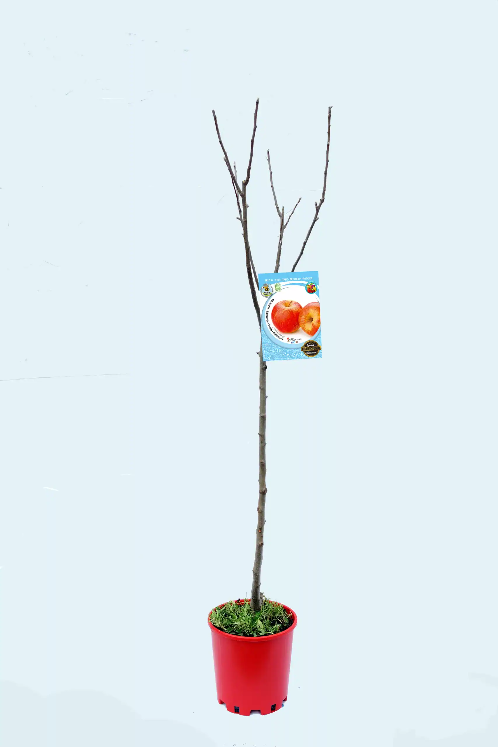 Árbol de manzanas en maceta, variedad de manzano en crecimiento, planta frutal ecológica, árbol joven para huerto orgánico, cultivo de fruta saludable y sostenible.
