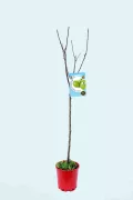 Árbol frutal joven en maceta con etiqueta de manzanas verdes, listo para plantar en huerto ecológico, opción de cultivo orgánico, cuidado de plantas frutales, huerto bio sostenible, agricultura ecológica.