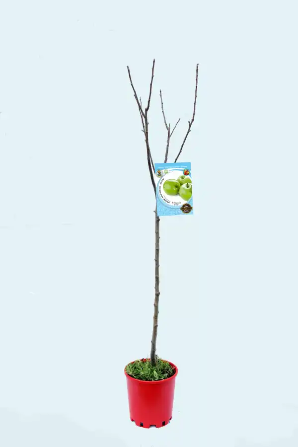 Árbol frutal joven en maceta con etiqueta de manzanas verdes, listo para plantar en huerto ecológico, opción de cultivo orgánico, cuidado de plantas frutales, huerto bio sostenible, agricultura ecológica.