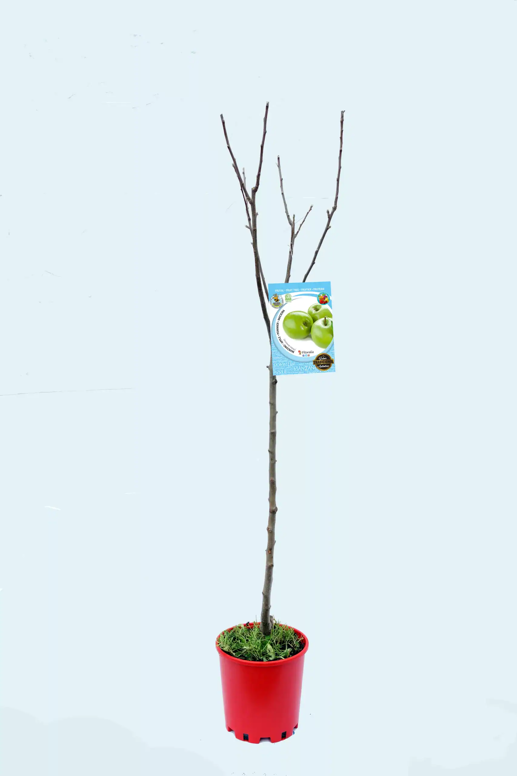 Árbol frutal joven en maceta con etiqueta de manzanas verdes, listo para plantar en huerto ecológico, opción de cultivo orgánico, cuidado de plantas frutales, huerto bio sostenible, agricultura ecológica.