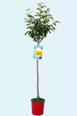 Árbol frutal en maceta promovido por Huerto.Bio, ideal para cultivo de manzanas ecológicas en espacio reducido, con hojas verdes y frutos en crecimiento, perfectas para la agricultura urbana y ecológica.