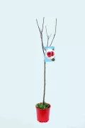 Manzano en maceta con etiqueta de fruta de manzana, cultivo ecológico, huerto urbano, árbol frutal joven, ideal para huerto doméstico, producción de fruta saludable, agricultura ecológica.