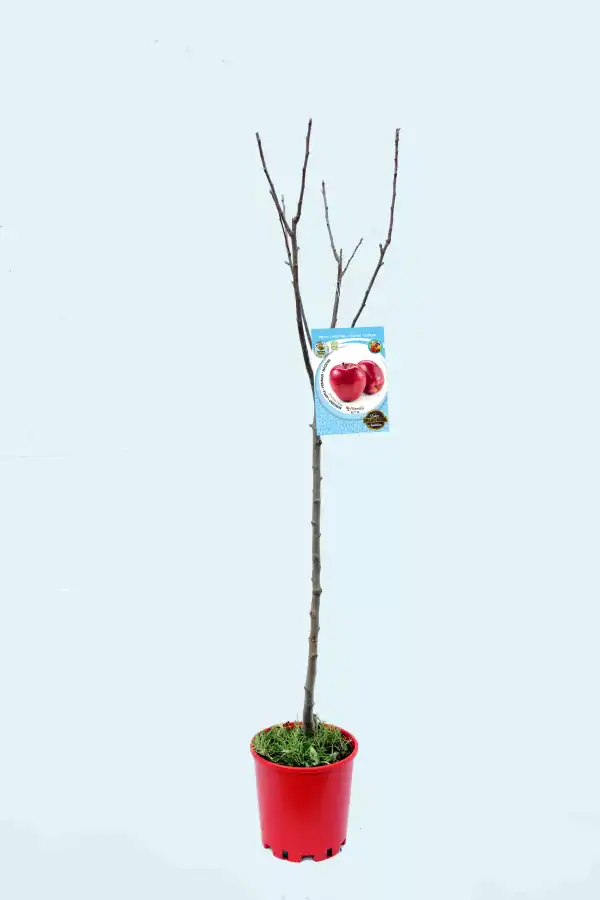 Manzano en maceta con etiqueta de fruta de manzana, cultivo ecológico, huerto urbano, árbol frutal joven, ideal para huerto doméstico, producción de fruta saludable, agricultura ecológica.