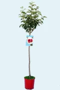 Árbol frutal en maceta con etiqueta de manzanas rojas, que representa productos ecológicos y agricultura sostenible.