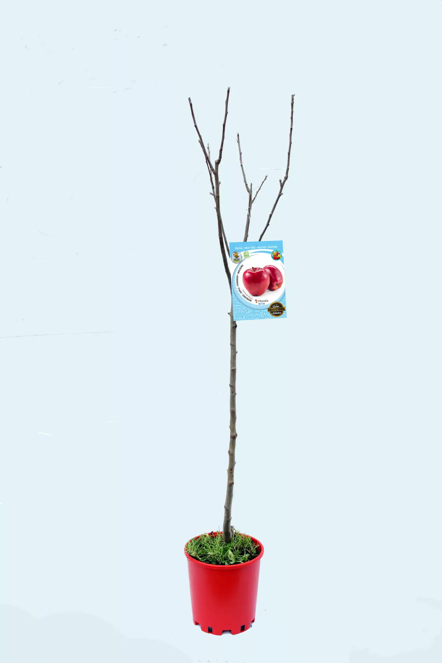 Manzano en maceta con etiqueta de fruta de manzana, cultivo ecológico, huerto urbano, árbol frutal joven, ideal para huerto doméstico, producción de fruta saludable, agricultura ecológica.
