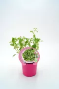 Jardín de brotes de fitoralia en maceta rosa, cultivo de plantas aromáticas y medicinales, agricultura ecológica, huerto orgánico, técnicas sostenibles, plantas frescas y saludables.