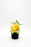 Melón amarillo en maceta, cultivo ecológico, producto natural, saludable, adecuado para huertos urbanos y jardines ecológicos, etiquetado con certificación ecológica y sostenible.